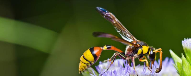 蜜蜂蛹和胡蜂蛹的区别？详细介绍