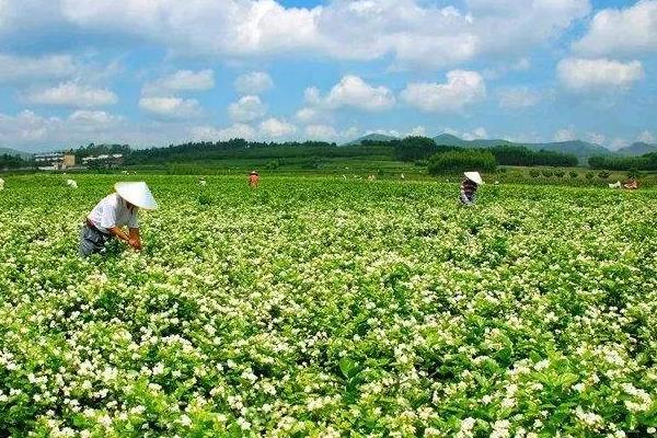 茉莉花茶是绿茶吗