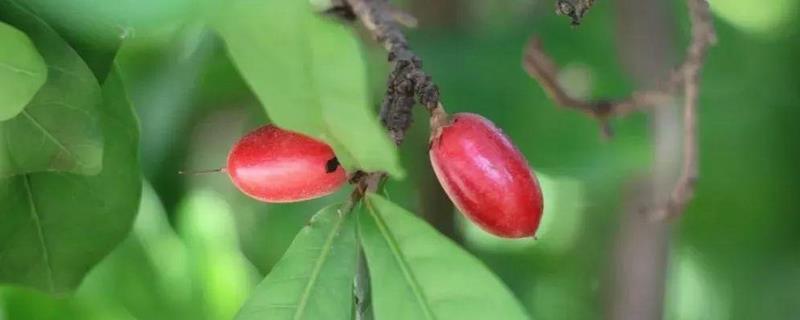 神秘果的繁殖方法，神秘果高压繁殖