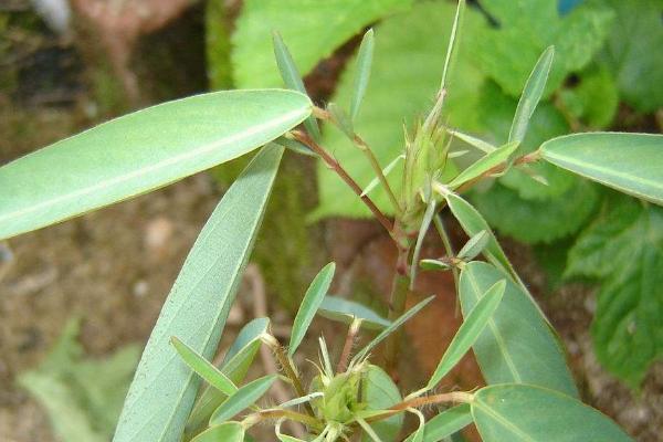 跳舞草种植方法和时间