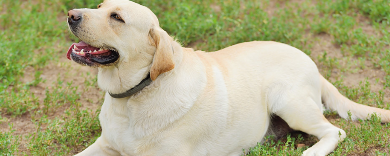 拉布拉多犬怎么看纯不纯？和金毛有什么区别