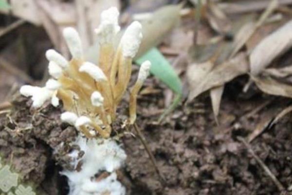 金蝉花多少钱一斤