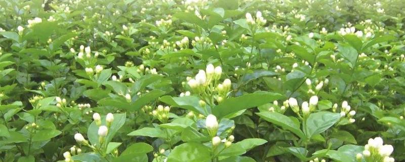 茉莉花茶是绿茶吗，有哪些品种