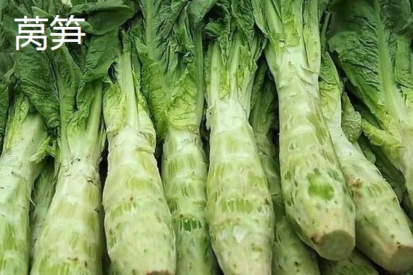 贡菜与莴笋有什么区别，附什么是贡菜