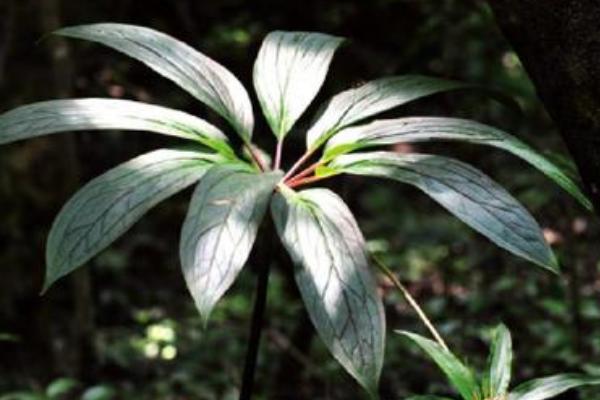 重楼种植技术