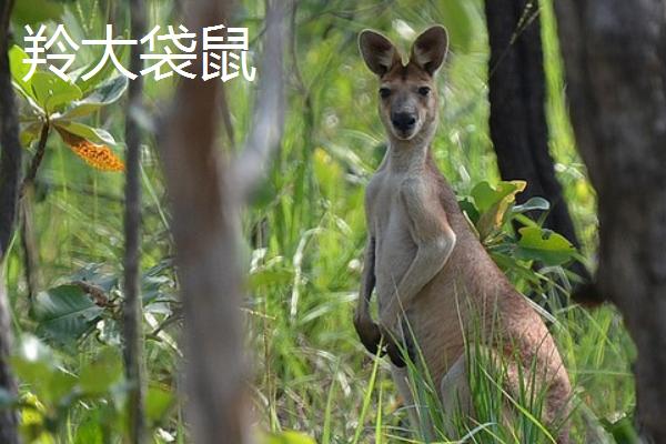 袋鼠打架厉害吗