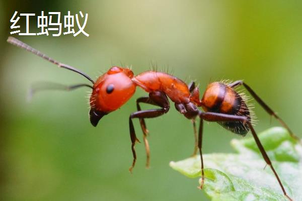 蜱虫天敌是什么