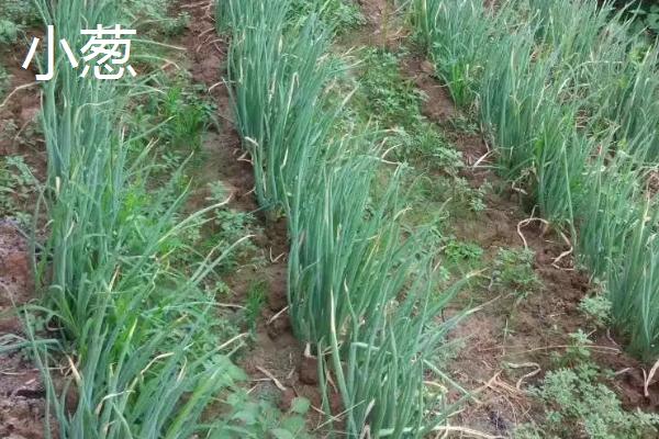 广东6月份适合种植什么菜