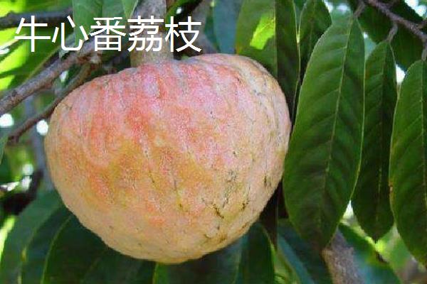 释迦果（番荔枝）价格多少钱一斤？品种有哪些？