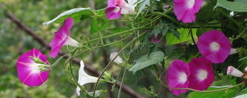 牵牛花种子价格，附种植方法