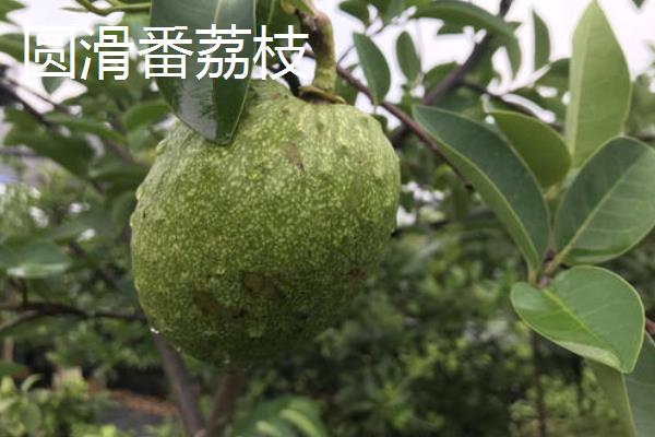 释迦果（番荔枝）价格多少钱一斤？品种有哪些？