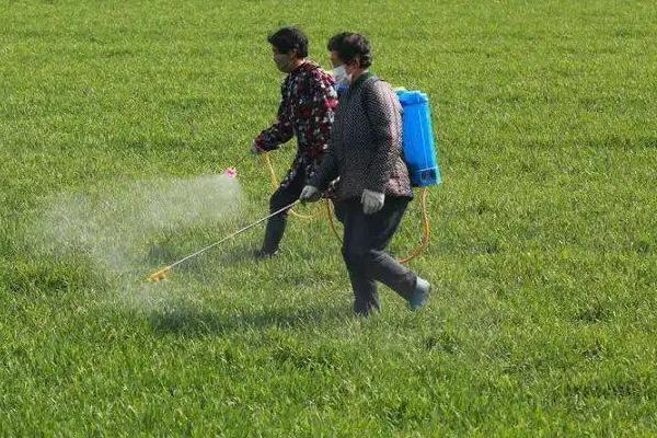 除草药打后多久下雨没事