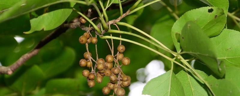 重阳木属于落叶还是常绿植物，附其种植技术