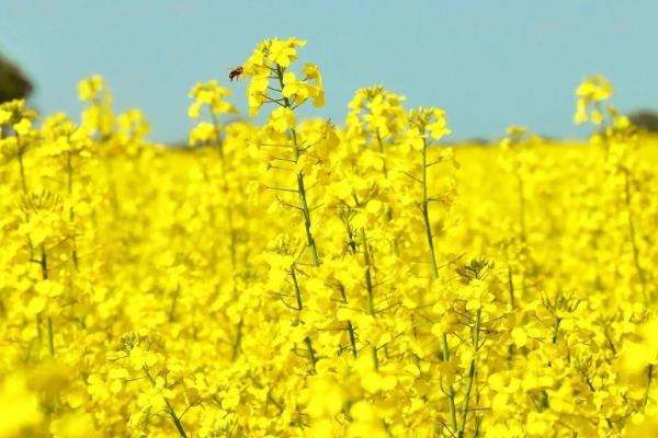 油菜成熟期