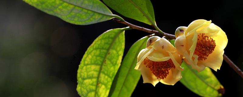 金花茶种植技术，花期做好水肥管理