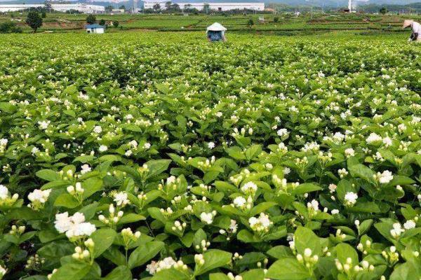 茉莉花茶产地在哪里