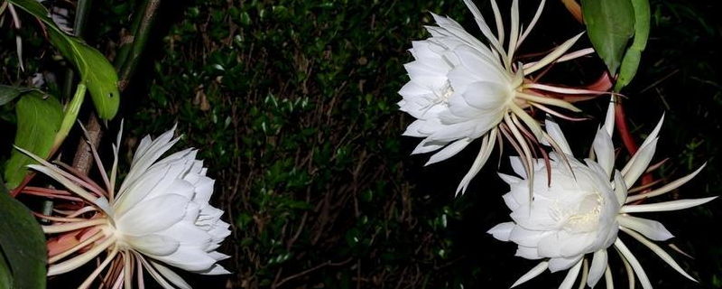 昙花一般什么季节开花，为什么只有晚上开花