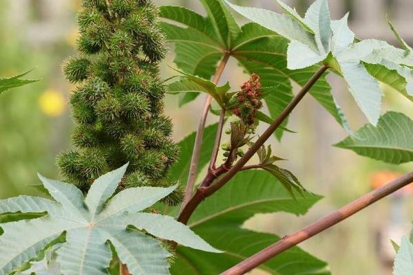 蓖麻种植技术