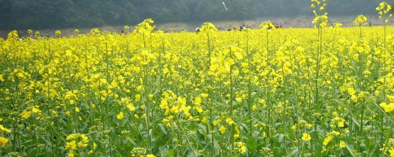 油菜的高产栽培技术，附病虫害防治方法