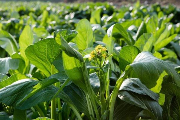 菜心种植方法