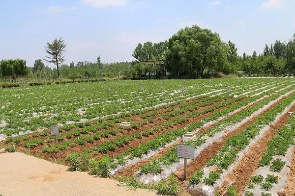 种花生用地膜好还是不用好