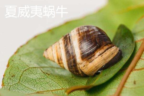 蜗牛是益虫还是害虫