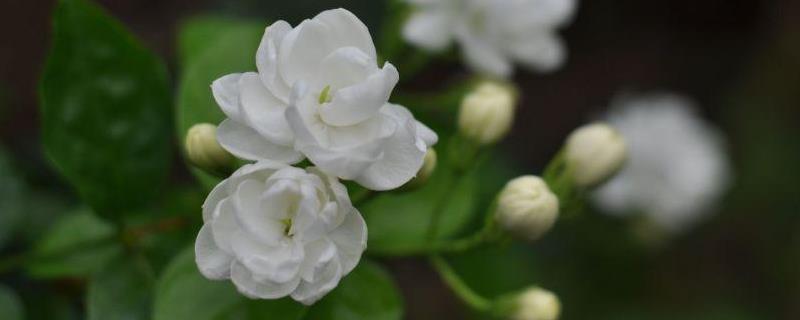 茉莉花适合放在室内吗，茉莉花一年开几次花