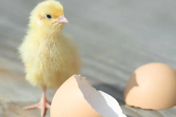 孵小鸡需要什么条件