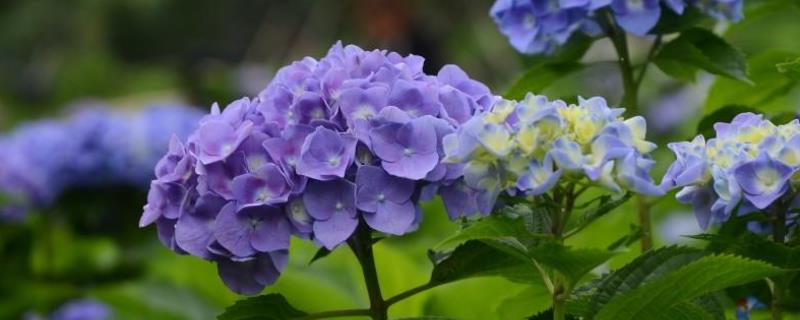绣球花怎么养？附绣球花养殖环境