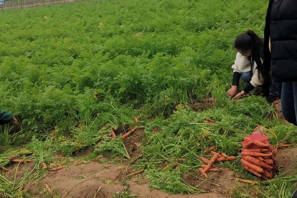 红萝卜种植方法，附种植管理