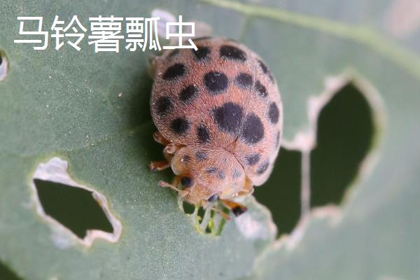 瓢虫是益虫还是害虫？