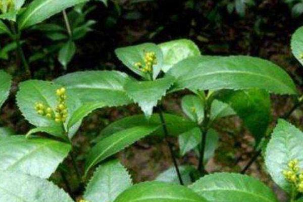 肿节风种植技术