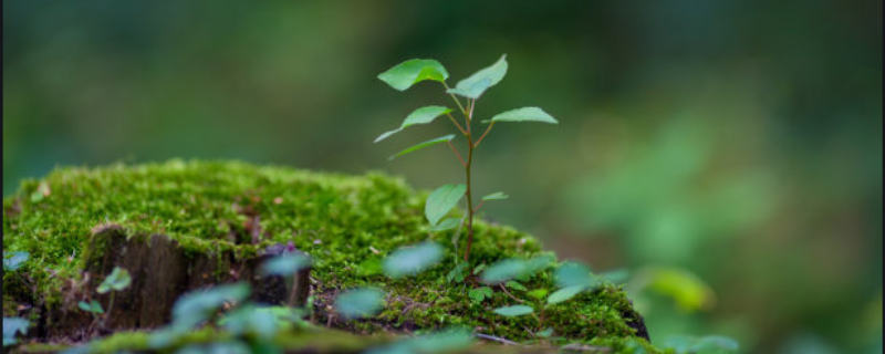 种植什么树苗赚钱？从以下三方面入手