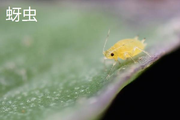 噻虫啉和噻虫嗪有什么区别