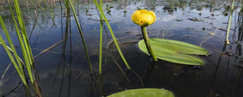 水莲的养殖方法，有哪些技术要点