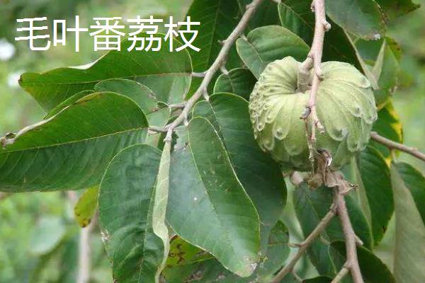 释迦果（番荔枝）价格多少钱一斤？品种有哪些？