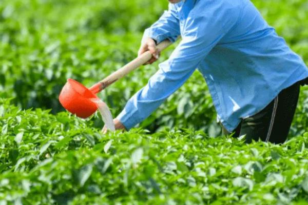 什么土壤适合种植辣椒