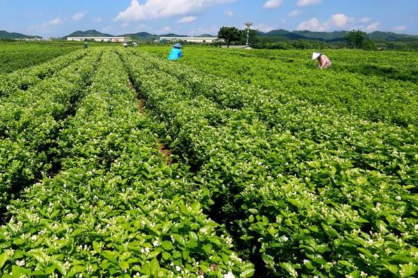 茉莉花茶产地在哪里