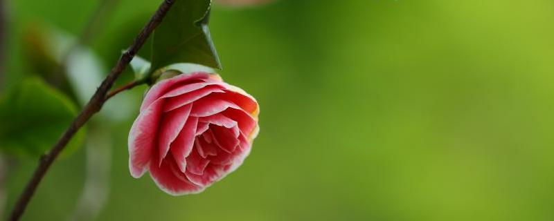 茶树、茶树花、茶花、花茶的区别