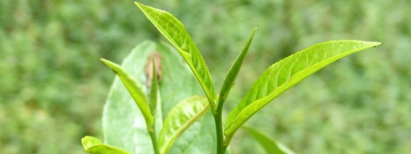 中国十大名茶产自哪里，附基本介绍