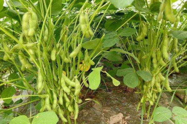 毛豆成熟时间，附毛豆种植方法