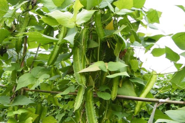 四棱豆种植技术