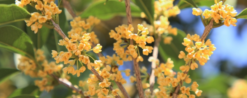 杭州桂花的开花时间，桂花有哪些生长习性