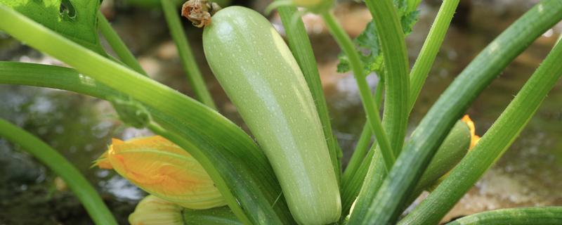 西葫芦种植方法，种植管理技术介绍