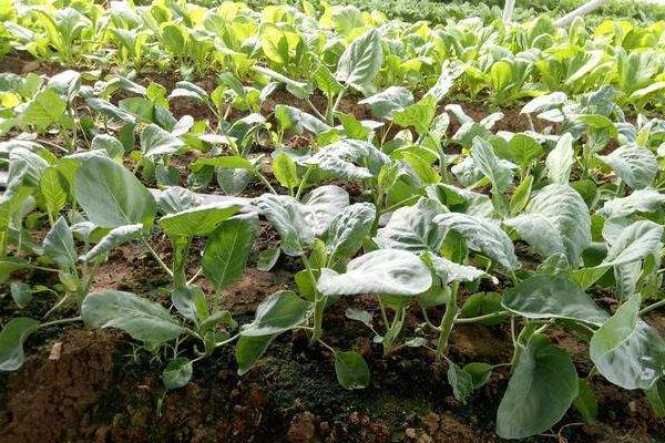 芥兰种植时间及方法