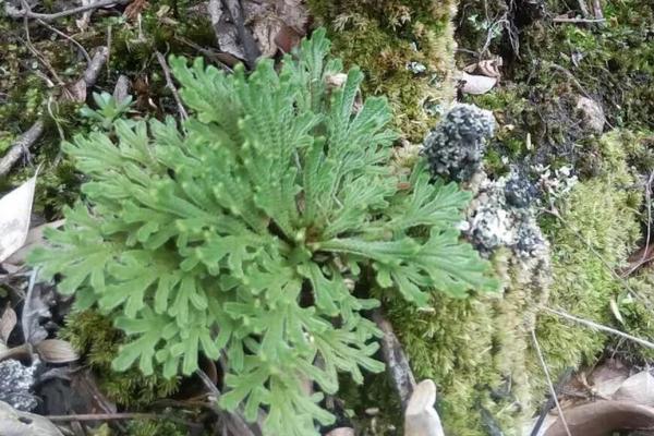 九死还魂草种植条件，附种植方法