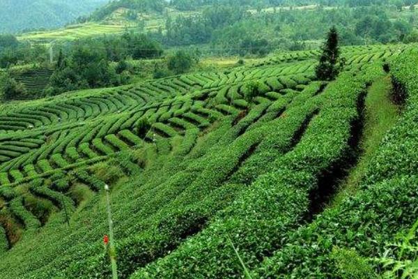 夏季茶园管理技术