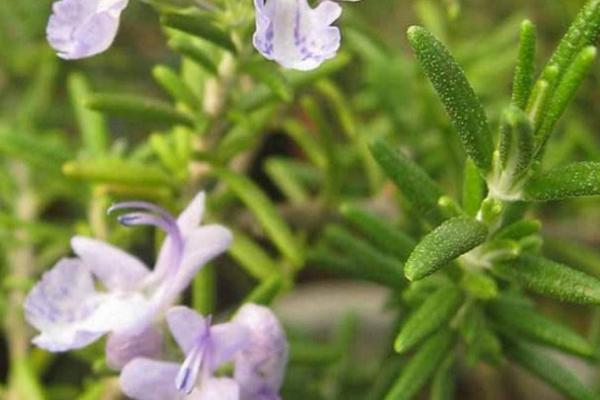 迷迭香种植技术