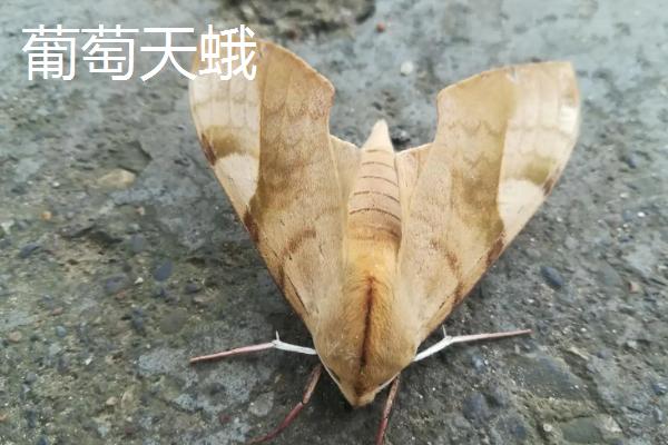 葡萄病虫害防治