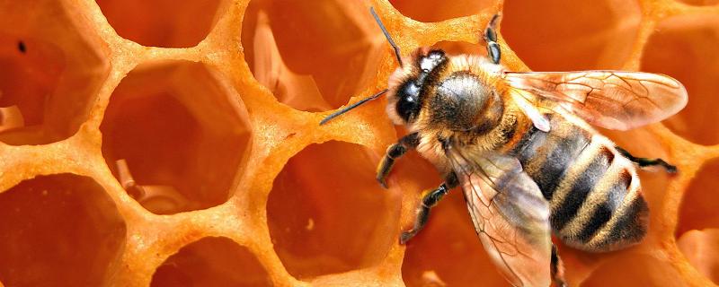 幼年蜂、青年蜂、壮年蜂、老年蜂的区别